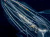 Lobate Ctenophore Or Comb Jelly (Leucothea Multicornis) That Was Photographed Close-Up Several Miles Offshore Of Hawaii Island During A Blackwater Scuba Dive; Island Of Hawaii Hawaii United States Of America Poster Thomas Kline # VARDPI12310878