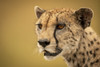 A cheetah (Acinonyx jubatus) is staring into the distance in a close-up of her face and neck She has brown fur covered with black spots and the background bokeh is a smooth and creamy gold Serengti; Tanzania Poster Nick Dale - Item # VARDPI12556201