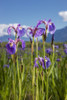 A perennial Iris and it's deep purple petals photographed on the Palmer Hayflats with blue sky and mountains in the background South-central Alaska; Eklutna Alaska United States of America Poster by Kevin G Smith / Design Pics - Item # VARDPI12545519