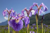 A perennial Iris and it's deep purple petals photographed on the Palmer Hayflats with blue sky and mountains in the background South-central Alaska; Eklutna Alaska United States of America Poster by Kevin G Smith / Design Pics - Item # VARDPI12545517