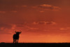 A blue wildebeest (Connochaetes taurinus) on the horizon is silhouetted against an orange sky at sunset It's horns are visible in outline and it's standing facing the camera Maasai Mara National Reserve; Kenya Poster Nick Dale - Item # VARDPI12538213