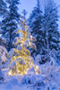 A small Mountain Hemlock Tsuga mertensiana tree glows lights wrapped around it fresh snow covering it surrounding trees deep blue twilight filling scene Moose Pass Kenai Peninsula South-central Alaska; Alaska United States America Kevin G Smith # VAR