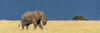 Panorama African bush elephant Loxodonta africana savannah walking through long golden grass that contrasts dark blue storm clouds behind It has grey wrinkled skin is feeding itself its trunk Shot Klein's Camp Serengeti National Park; Tanzania Nick D