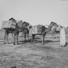 Magic lantern slide circa 1900Victorian/EdwardianSocial HistoryNo 20 Camels When a cargo more valuable merchandise has be transported a distant city country away railways involving some more less desert route services ship desert  are brought into