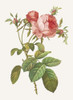 Rosa Centrifolia Foliacea Poster Print by Pierre Joseph Redoute - Item # VARPDX118303