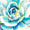 Turquoise Succulent Close Up Poster Print by Patricia Pinto - Item # VARPDX12909J