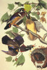 Summer Or Wood Duck Poster Print by John James Audubon