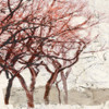 Rusty Trees I Poster Print by Aprile Alessio - Item # VARPDX1AI4746
