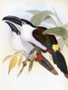 Black-Billed Hill Toucan Poster Print by John Gould - Item # VARPDX277741