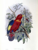 Blue-Thighed Lory Poster Print by John Gould - Item # VARPDX277743