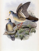 Branded Pigeon Poster Print by John Gould - Item # VARPDX277746