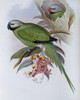 Grey-Headed Parakeet Poster Print by John Gould - Item # VARPDX277765