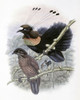 Lawes Bird of Paradise Poster Print by John Gould - Item # VARPDX277770