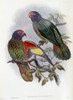 Red-Fronted Lory Poster Print by John Gould - Item # VARPDX277781