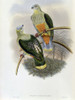 Richards Fruit-Pigeon Poster Print by John Gould - Item # VARPDX277785