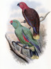 Riedels Parrot Poster Print by John Gould - Item # VARPDX277786
