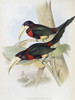 Yellow-Billed Aracari (Toucan) Poster Print by John Gould - Item # VARPDX277799