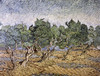 Olive Orchard, Violet Soil Poster Print by Vincent Van Gogh - Item # VARPDX281283