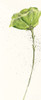 Mint Poppies II Crop Poster Print by Chris Paschke - Item # VARPDX39223