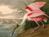 Roseate Spoonbill Poster Print by Audubon John James - Item # VARPDX3AA4976