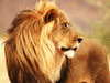 Male lion, Namibia Poster Print by Anonymous Anonymous - Item # VARPDX3AP4881