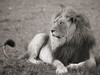 Male lion, Serengeti National Park Poster Print by Pangea Images Pangea Images - Item # VARPDX3AP4885