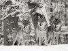 Wolves in the snow, Germany (BW) Poster Print by Anonymous Anonymous - Item # VARPDX3AP4889