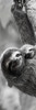 Sloth Swing Poster Print by Jim Goldstein - Item # VARPDX40859