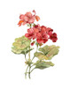 Scarlet Geranium Poster Print by Carol Robinson - Item # VARPDX40945