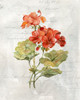 Linen Geranium Poster Print by Carol Robinson - Item # VARPDX41007
