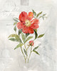 Linen Peony Poster Print by Carol Robinson - Item # VARPDX41009