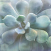Soft Succulent II Poster Print by Irene Weisz - Item # VARPDX41027