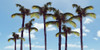 Paradise Palms Poster Print by Natalie Carpentieri - Item # VARPDX41046