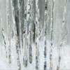 Birch Blush II Poster Print by Carol Robinson - Item # VARPDX41072