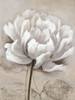 Soft White I Poster Print by Nan Nan - Item # VARPDX41075