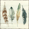 Shiplap Feathers I Poster Print by Carol Robinson - Item # VARPDX41149