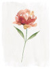 Happy Bloom II Poster Print by Carol Robinson - Item # VARPDX41167