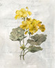 Canary Linen Geranium Poster Print by Carol Robinson - Item # VARPDX41247