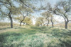 Charming Spring Mood Poster Print by Irene Weisz - Item # VARPDX41275