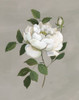 Botanical Rose Poster Print by Nan Nan - Item # VARPDX41746