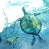 Delray Sea Turtle II Poster Print by Carol Robinson - Item # VARPDX41880