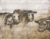 Sepia Cows Poster Print by Donna Brooks # 42044