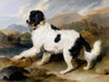 A Newfoundland Dog Poster Print by Sir Edwin Henry Landseer - Item # VARPDX467466