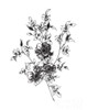 Sketchbook Flowers on White II Poster Print by Wild Apple Portfolio Wild Apple Portfolio - Item # VARPDX46978