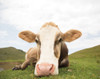 Close Up I v2 no Cows Crop Poster Print by Aledanda Aledanda - Item # VARPDX47620