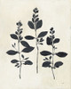 Botanical Study IV Poster Print by Julia Purinton - Item # VARPDX49722