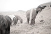 Horses of Hofn II BW Poster Print by Laura Marshall - Item # VARPDX49813 Horses of Hofn II BW Poster Print by Laura Marshall - Item # VARPDX49813