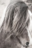 Elska I BW Poster Print by Laura Marshall - Item # VARPDX49815