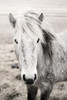 Heida II BW Poster Print by Laura Marshall - Item # VARPDX49825
