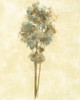 Ethereal Tree IV Poster Print by Silvia Vassileva - Item # VARPDX49924